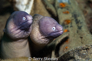 Double trouble! by Terry Steeley 